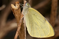 La Piride du chou. Une femelle (Lpidoptre - Pieridae - Pieris brassicae)